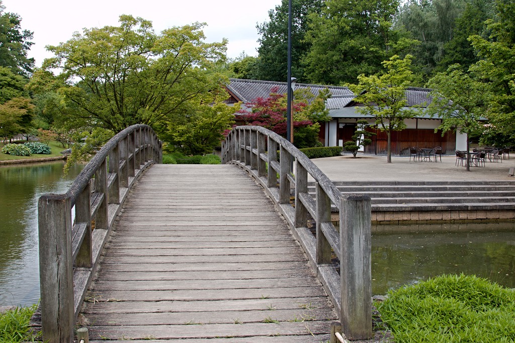 Japanse tuin belgie hasselt koivissen gele Iris ensata koi Cyprinus carpio lente bloesem kersenbloesem voorjaar